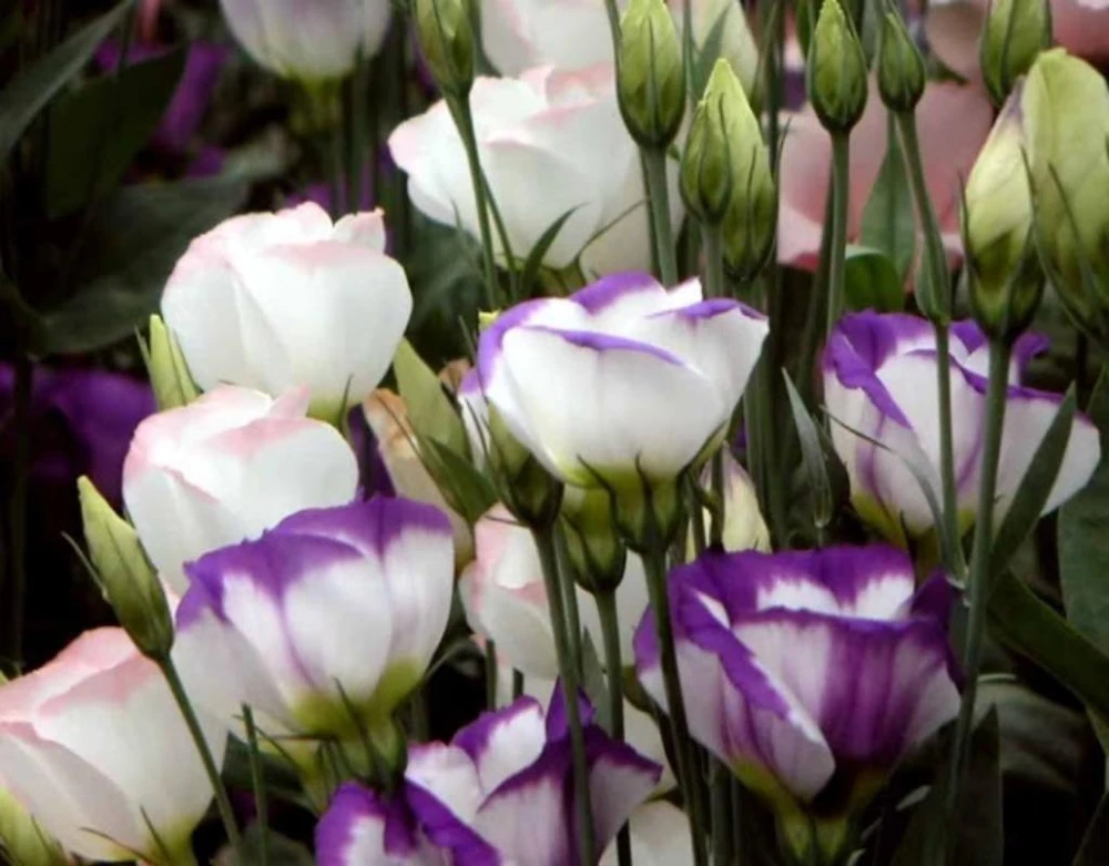 Như tên gọi, hoa cát tường được tin rằng sẽ mang lại may mắn.