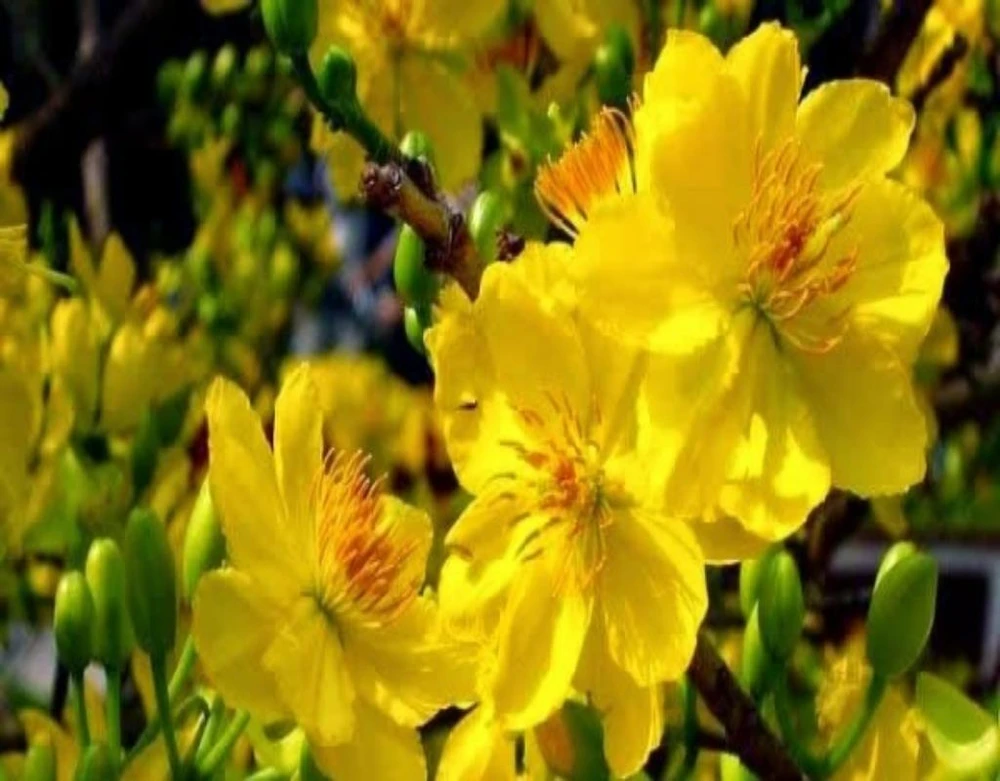 Mai vàng tượng trưng cho sự sang trọng, quý phái, hạnh phúc.