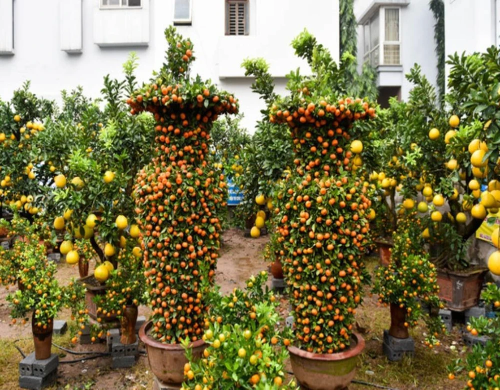 Quất cảnh lộc bình 