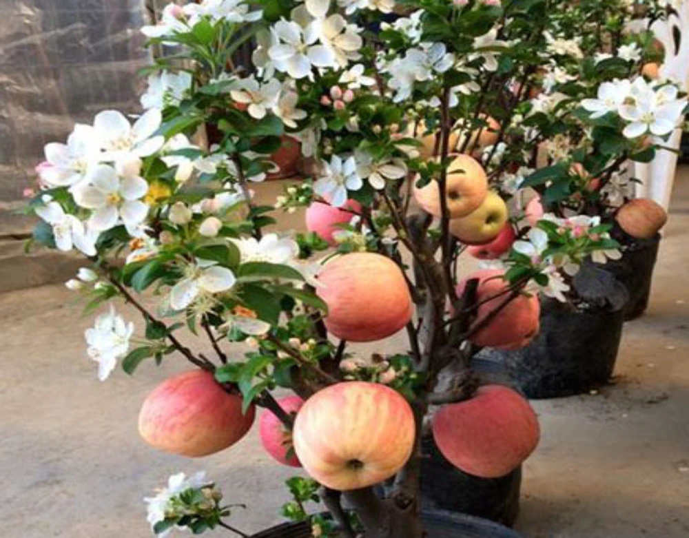 Táo bonsai chưng Tết rất đẹp, nhưng chỉ nên chưng, không nên ăn