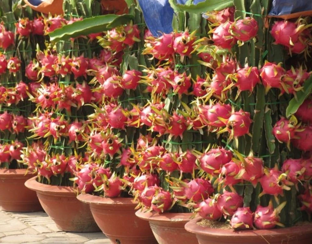 Những chậu thanh long rất nhiều trái đỏ rực chưng dịp Tết mang ý nghĩa cát tường, thịnh vượng