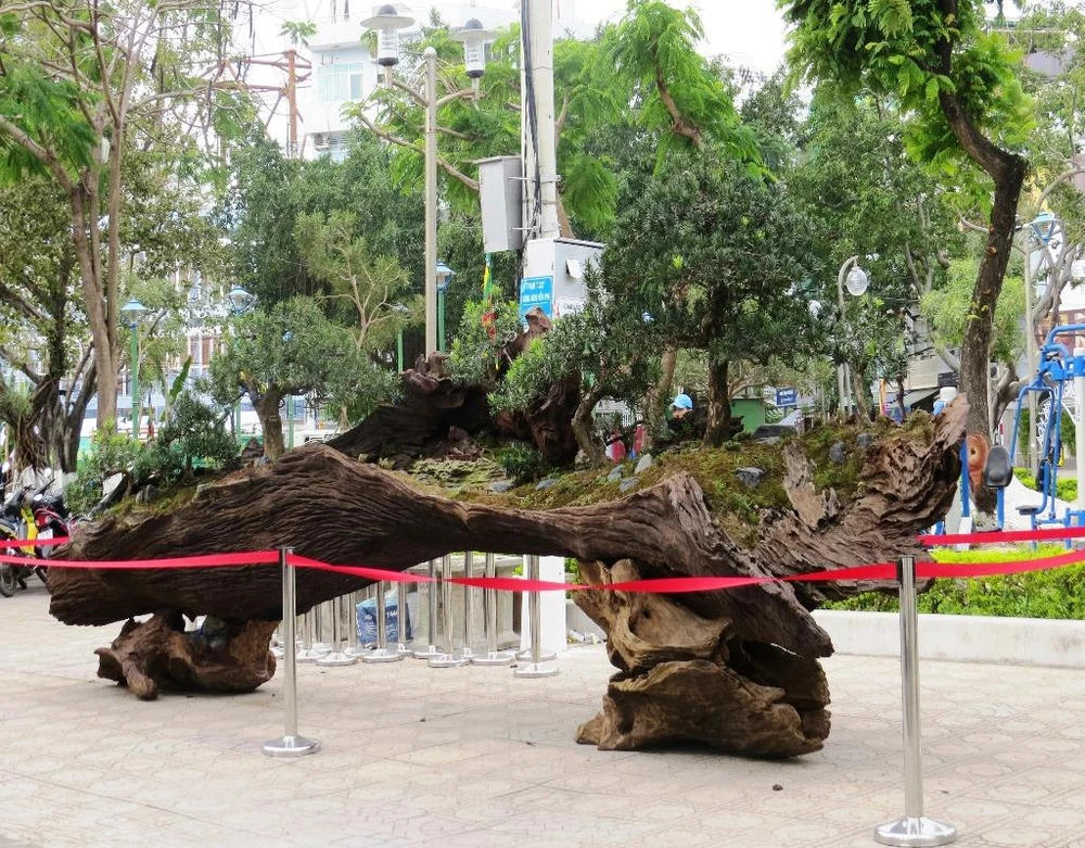 Cây cảnh bonsai kết hợp với gỗ lũa.