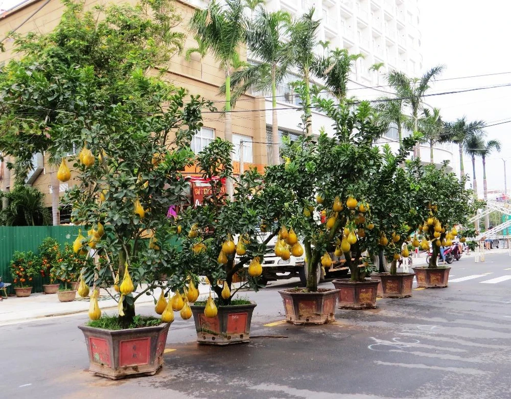 Những cây bưởi trái vàng lúc lỉu tượng trưng cho năm mới tài lộc, sung túc 