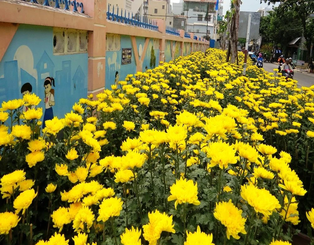 Hoa cúc đại đóa vàng rực rỡ một đoạn phố.