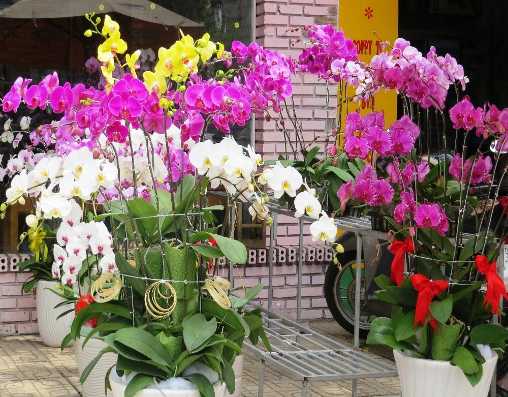 Nhiều năm nay, hoa lan cũng là một trong các mặt hàng hút khách dịp Tết. 