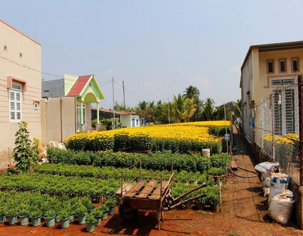 Dịp này, khắp làng hoa nơi đâu cũng có hoa nở rực rỡ.