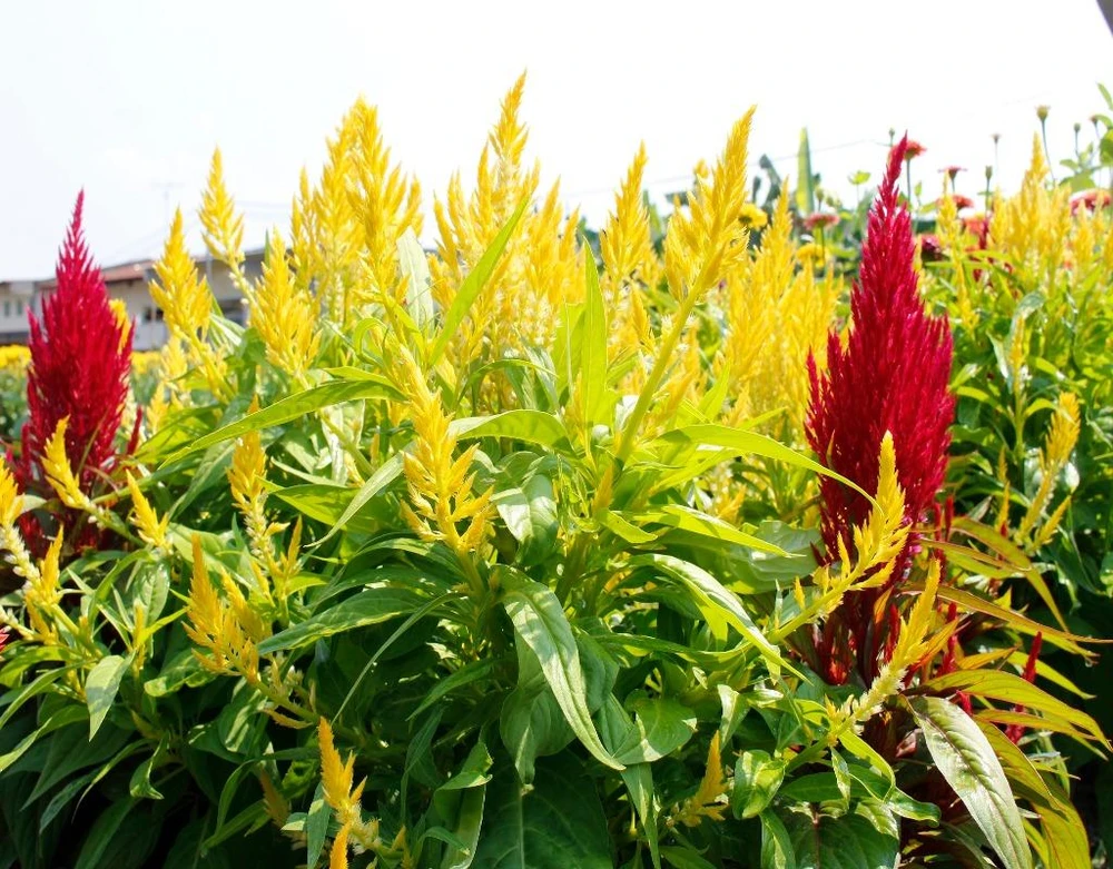 So với năm trước, giá hoa năm nay có nhỉnh hơn chút ít do ảnh hưởng của những trận mưa trái mùa và sương muối khiến nhiều hoa bị chết. 