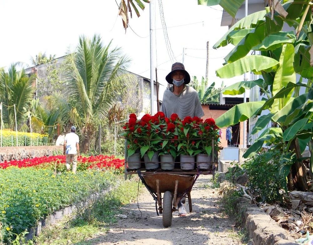 Hiện giá tại vườn của hoa cúc dao động khoảng 40.000 đồng/cặp, hoa cúc vạn thọ khoảng 22.000 đồng/cặp, hoa cát tường giá khoảng 70.000 đồng/cặp, hoa mào gà giá khoảng 22.000 đồng/cặp,…