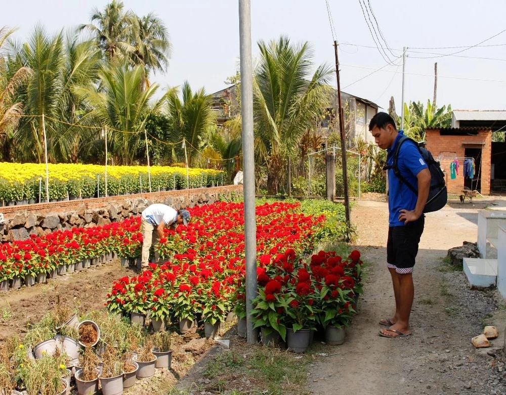 Dịp này không chỉ nhà vườn bận rộn mà người dân xung quanh cũng vui vì họ có thêm công việc kiếm tiền xài tết như trông hoa, chăm sóc hoa, bưng vác hoa lên xe,...