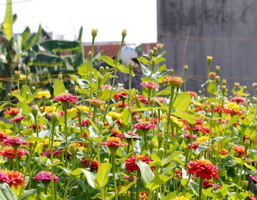 Những bông hoa được chăm sóc rất kỹ để bung hoa rực rỡ đúng dịp tết. 