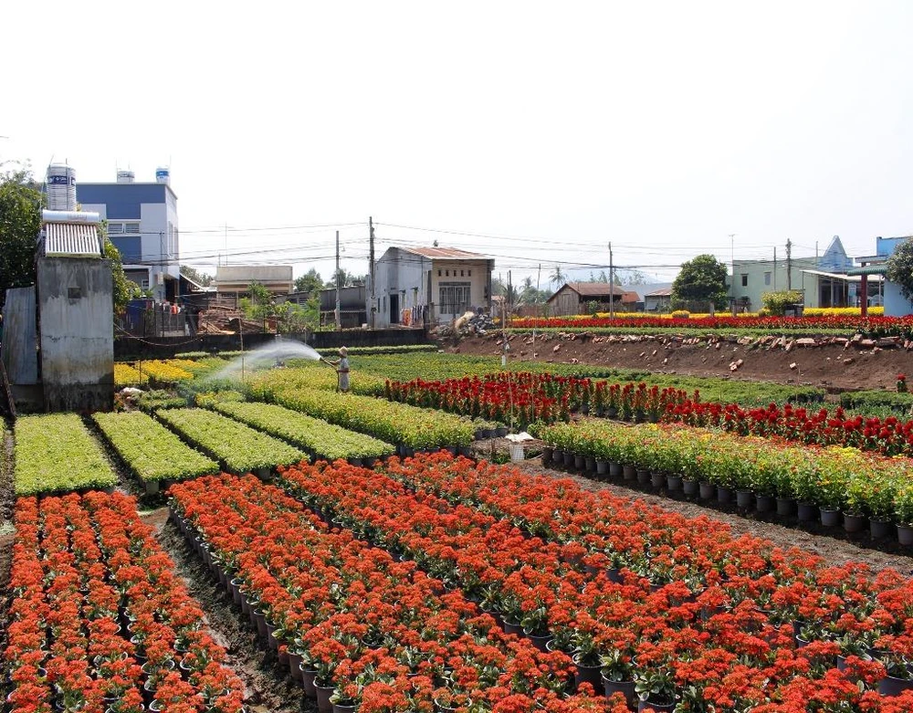 Làng hoa Phúc Nhạc được xem là vựa”hoa lớn nhất Đồng Nai