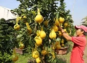 Cận cảnh: Đặc sản bưởi Diễn đổ bộ TP.HCM đón Tết 