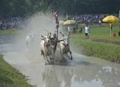 Những hình ảnh cực hấp dẫn ở lễ hội đua bò Bảy Núi