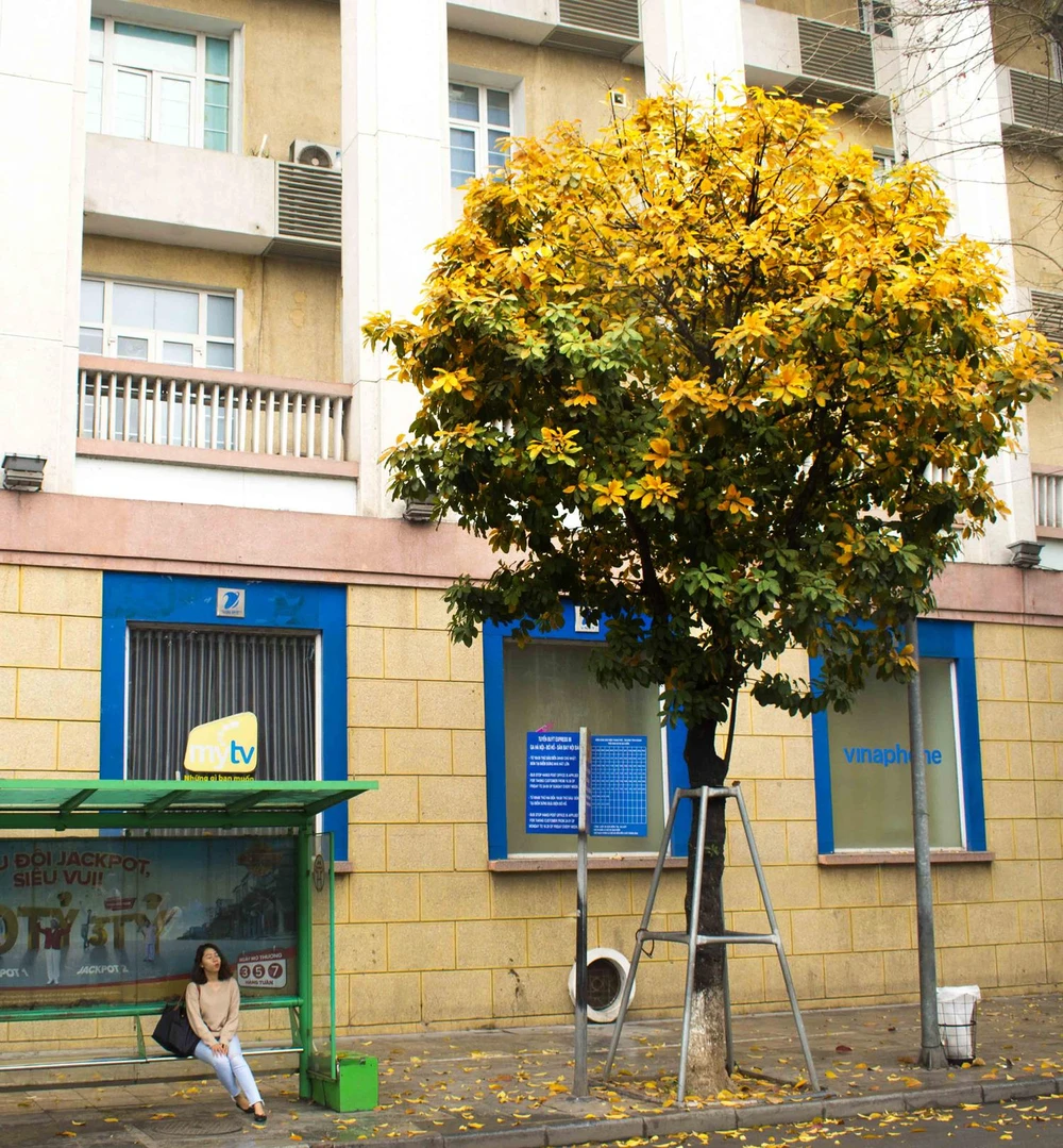 Ghé Hà Nội ngắm lá vàng rực rỡ giữa tháng 3 ảnh 4