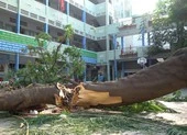 Hiện trường vụ cây phượng bật gốc khiến 1 học sinh tử vong