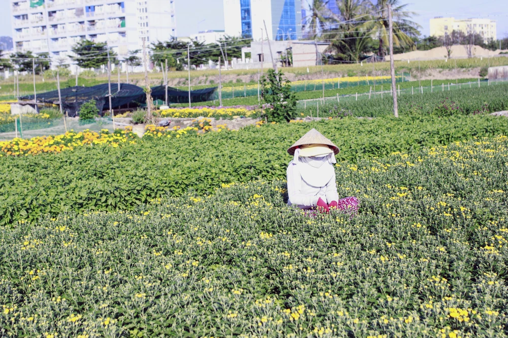 Làng hoa cúc vàng Mỹ Bình hối hả vào vụ Tết ảnh 9