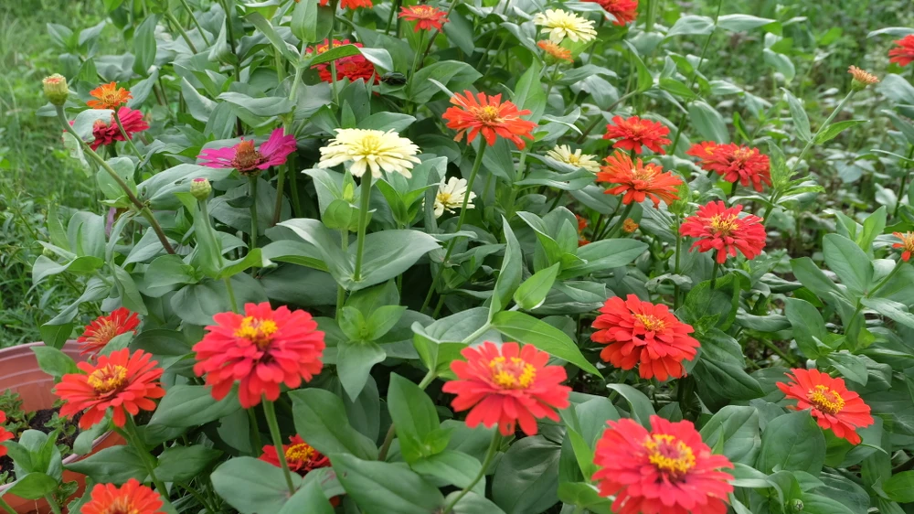 TP.HCM: Vụ hoa Tết 2022, người trồng hoa kiểng nửa mừng nửa lo ảnh 12 TP.HCM: Vụ hoa Tết 2022, người trồng hoa kiểng nửa mừng nửa lo ảnh 12