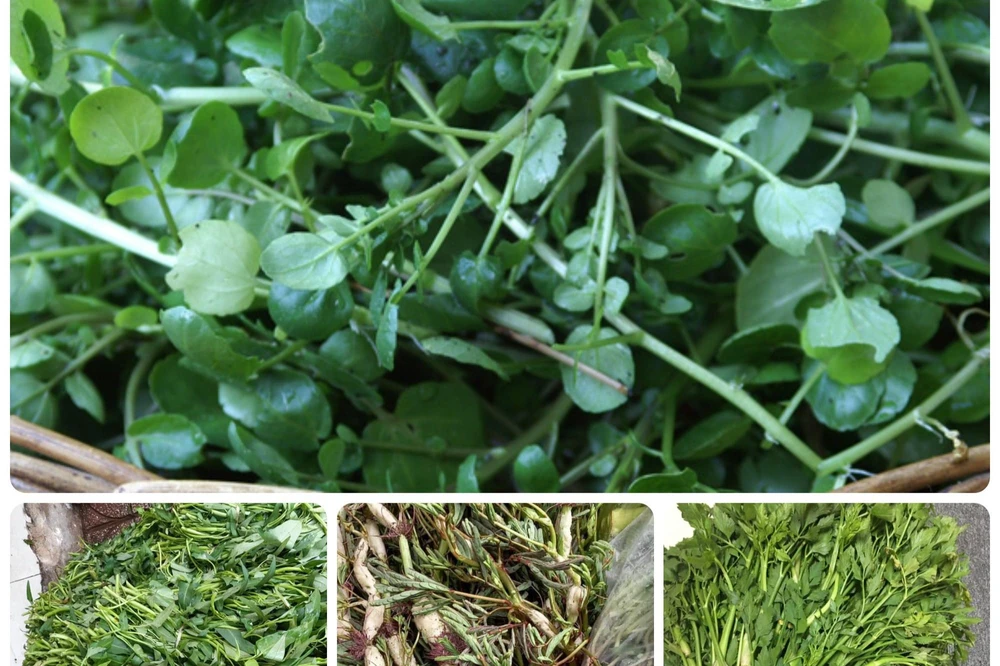 Ăn các loại rau thủy sinh như cải xoong, rau cần, rau rút (nhút) có nguy cơ cao mắc các bệnh do sán lá gan lớn. Ảnh: T.H