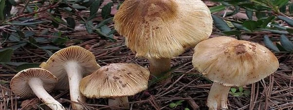 Nấm mũ khía nâu xám Nấm mũ khía nâu xám