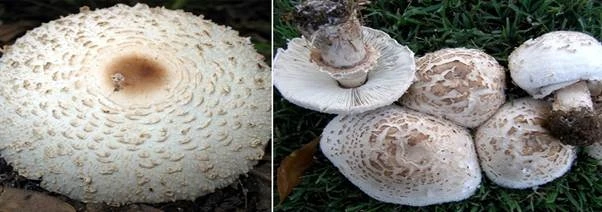 Nấm ô tán trắng phiến xanh Nấm ô tán trắng phiến xanh