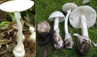 Nấm tán trắng Nấm tán trắng