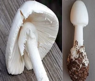 Nấm trắng hình nón Nấm trắng hình nón