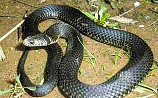 Hình ảnh rắn hổ đất. Ảnh: Internet