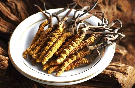 đông trùng hạ thảo