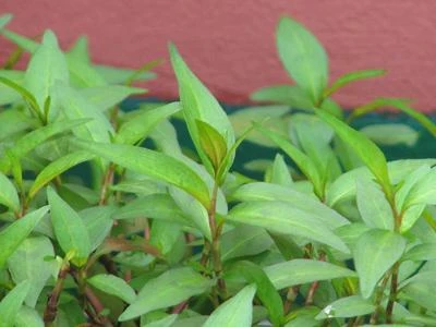 ăn rau răm có làm yếu sinh lý