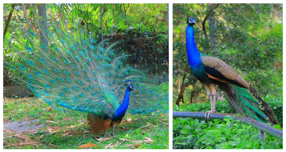 cong thao cam vien.jpg