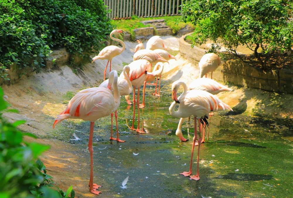 hong hac thao cam vien.jpg