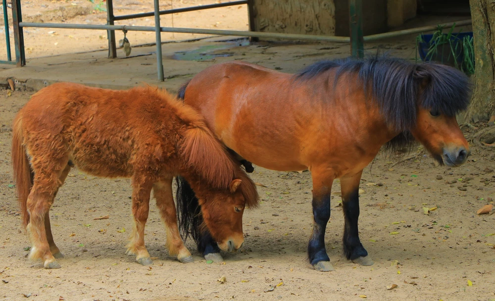 ngua lun pony thao cam vien.jpg