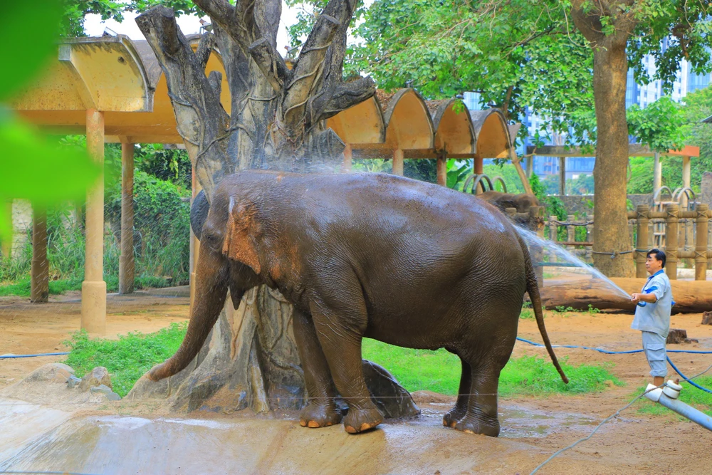 tam cho voi thao cam vien sai gon.jpg