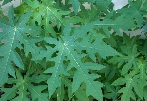 lá đu đủ chữa bệnh ung thư