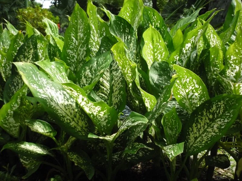 Nhựa, hoa và quả cây môn trường sinh có độc tính rất mạnh