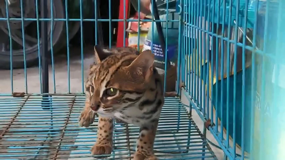 mèo rừng quý hiếm