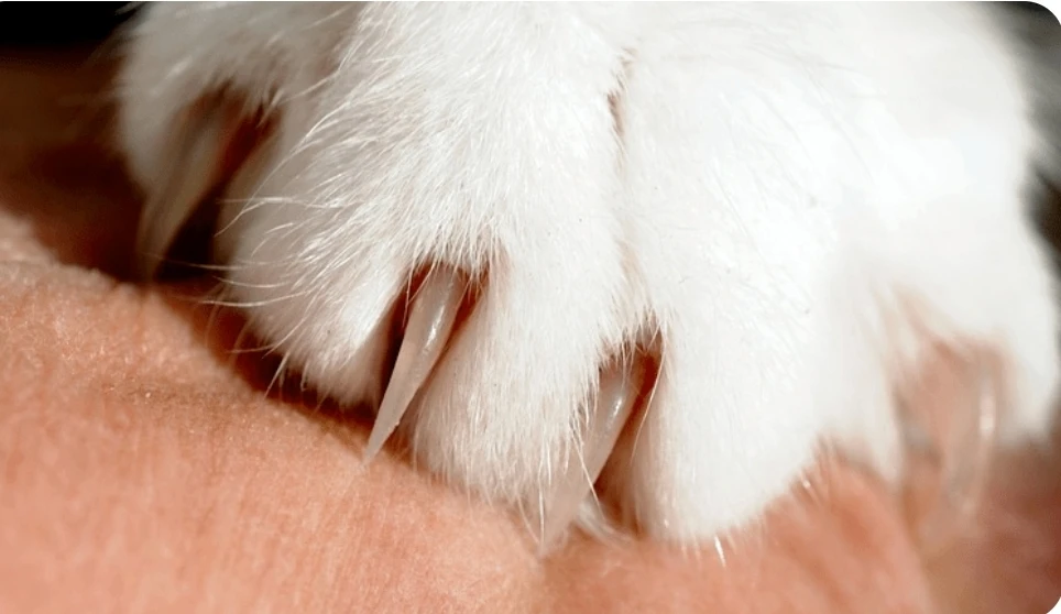 Bị mèo cào mắc bệnh dại