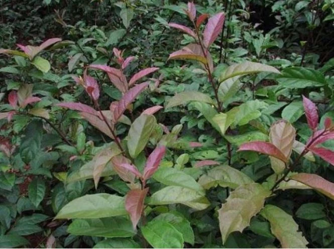 cây xạ đen chữa ung thư