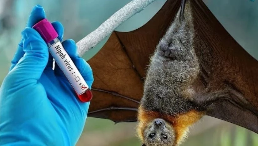 benh do virus nipah.JPG