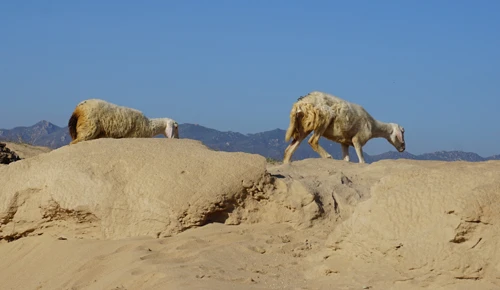 Cừu, dê gục ngã ở “rốn hạn” Ninh Thuận ảnh 3