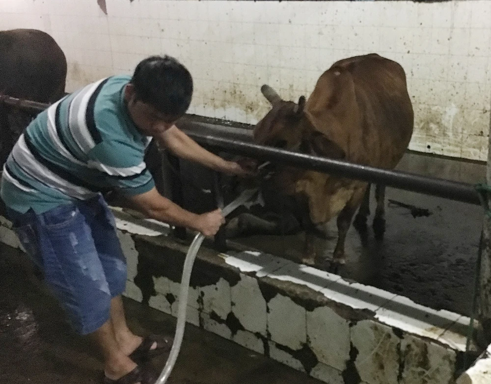 Bắt cơ sở bơm nước vào trâu bò trước khi giết mổ ảnh 1