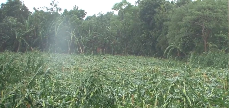 Bão số 12 quét qua Tây Nguyên làm 2 người tử vong ảnh 3