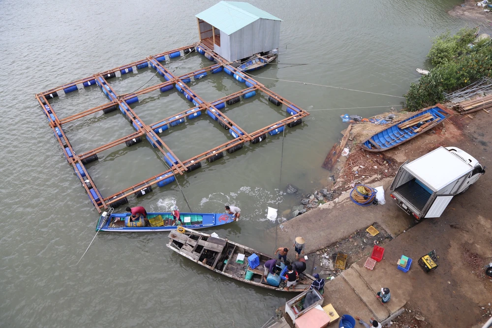 Dân làng bè Long Sơn vẫn chưa rời khu vực để tránh bão số 9 ảnh 2