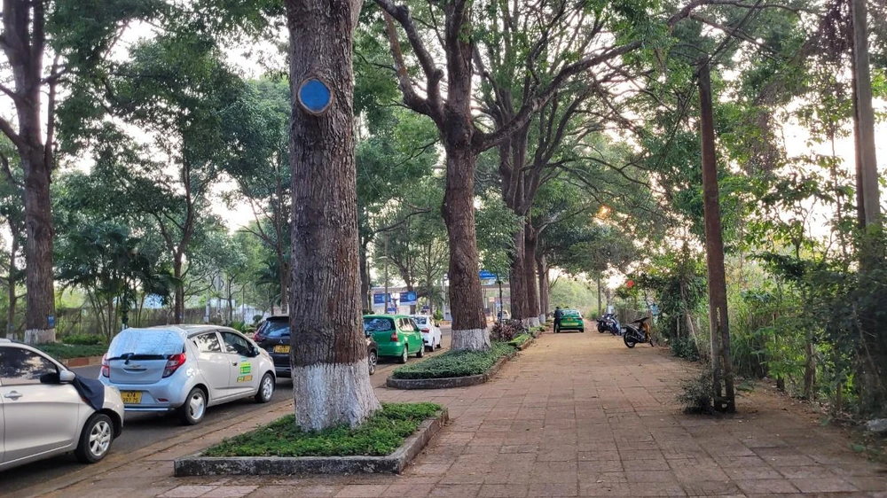 Hàng cây cổ thụ đường vào sân bay Buôn Ma Thuột