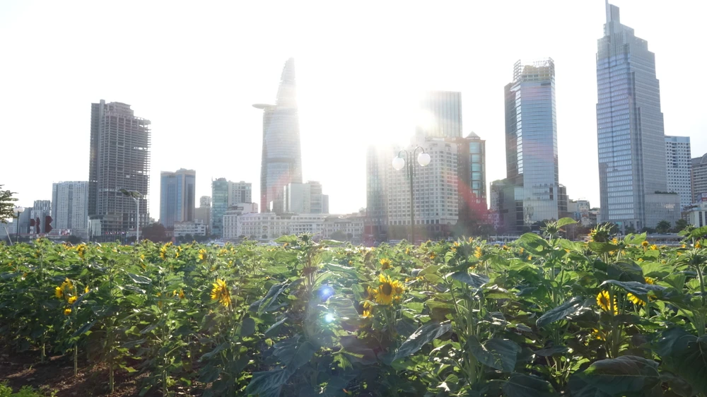 tết Dương lịch 2024, người dân 'ùn ùn' đổ về vườn hoa dướng dương tại công viên bờ sông Sài Gòn để check in chào đón năm mới