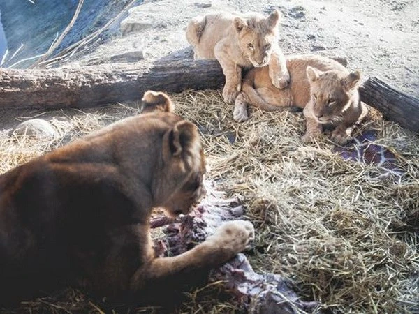 Sở thú xẻ thịt hươu cao cổ lại gây sốc vì giết sư tử ảnh 1