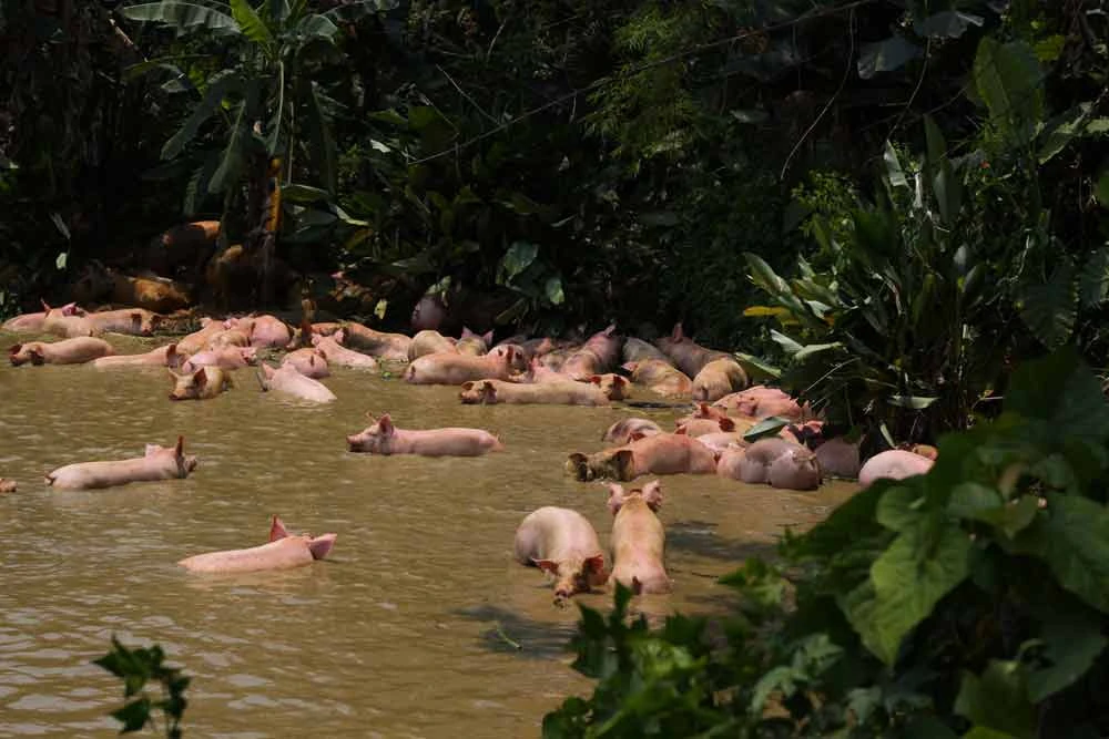 Xe lật, hàng trăm... con heo rơi xuống ao ảnh 2