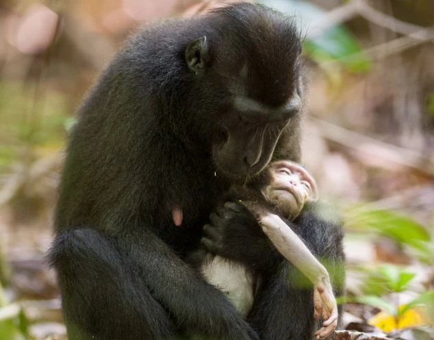 Xúc động thắt lòng với cảnh khỉ mẹ ôm xác con không rời ảnh 1