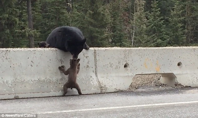 Cận cảnh gấu mẹ cứu con kịch tính trên đường cao tốc ảnh 3