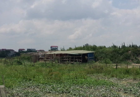 âm mưu, tàn độc, đánh bả chó, giết người, vợ nhân tình, Hoài Đức, Hà Nội